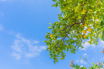 Fototapeta premium lemons and leaves on blue sky background