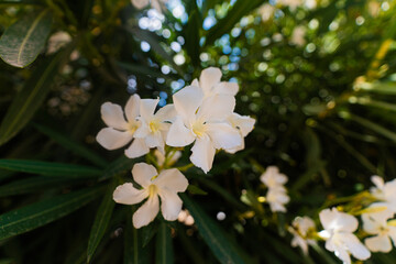 Fototapeta premium white flowers in the garden