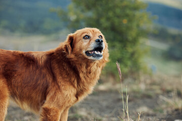 Obraz premium Scenic Mountain View with Golden Retriever Standing on Grassy Field in Nature Landscape Travel Adventure