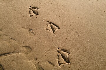 footprints of a duck in sand