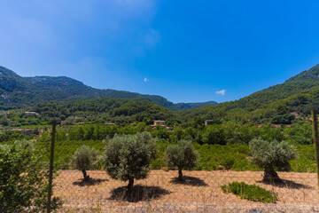 vineyard in region