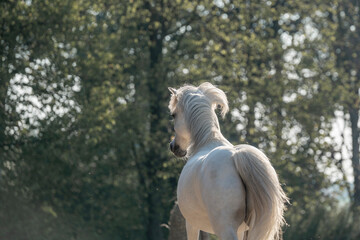horse paddock paradise