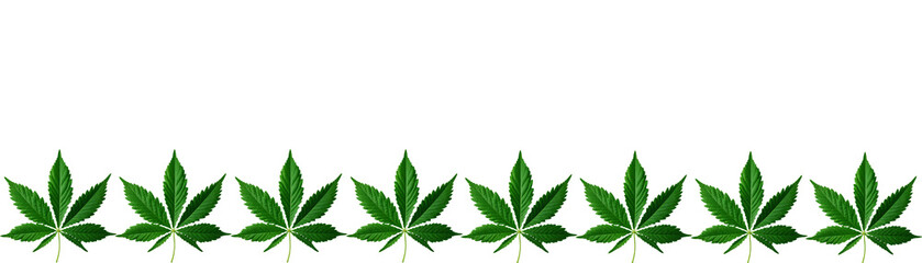 A row of green cannabis leaves arranged horizontally against a black background.