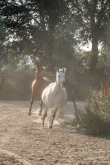 horses run gallop paddock paradise dust 