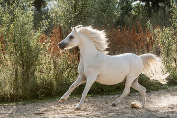 little cute white welsh mountain pony horse gallop with beautiful sunlight