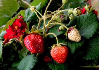 elicious strawberries as wholesome dessert