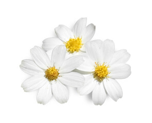 Wild Daisies