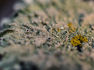 Close up of lichen