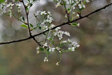 blooming tree