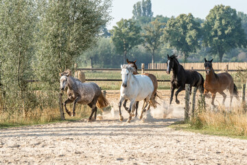 Group herd of horses action gallop run horse paddock 