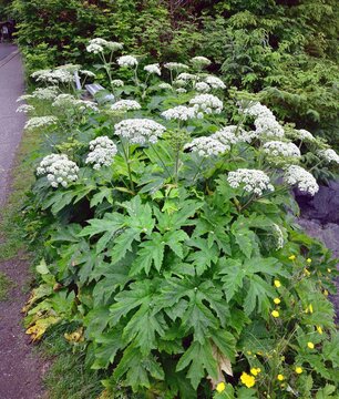 Heracleum sphondylium in flower which can cause burns to those passing by