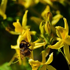 The sunshine brings to bees to the yellow Alzela