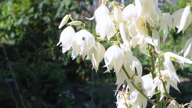 White yucca flowers close-up with water drops after rain.