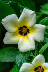 Fototapeta premium Beautiful Tropical Flower Damiana 