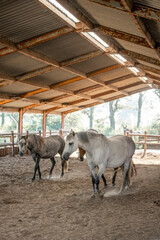 horse in a stable paddock paradise