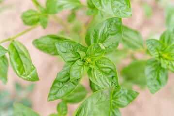 Fresh Basil Leaves Close-Up