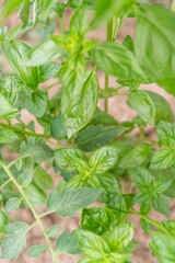 Vibrant Green Basil Leaves in Garden