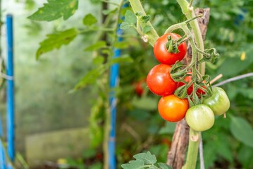 Close-Up of Tomato Plants with Green Tomatoes