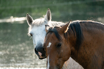 horses in paddock paradise natural habitat environment living their best life 