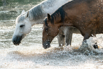 horse having fun in the pool of water splash pony
