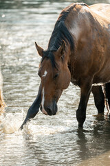 horse having fun in the pool of water splash pony