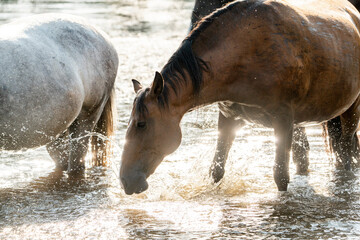 horse having fun in the pool of water splash pony