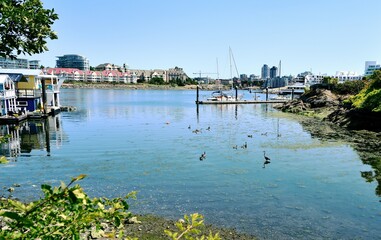 Obraz premium Water birds swimming in the water of Fisherman's wharf