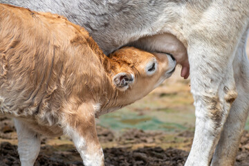 A young calf is seen nursing from its mother cow in a serene and open pasture, surrounded by the...