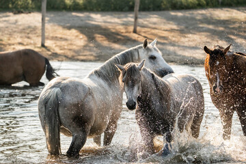 horse having fun in the pool of water splash pony