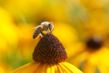 Bee on Black-Eyed Susan. Defocused orange nature background.	