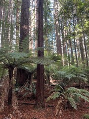 The Redwoods Whakarewarewa Forest, Rotorua, North Island of New Zealand