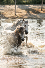 horses in paddock paradise natural habitat environment living their best life 