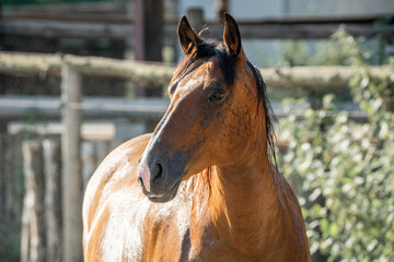 horses in paddock paradise natural habitat environment living their best life 