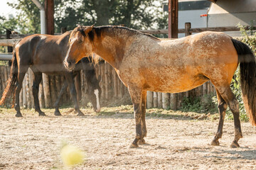Brown horse shaking of the sand dust 
