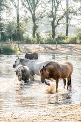 Horse horses having fun in water splash plashes pool lake paddock paradise