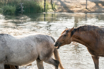 Horse horses having fun in water splash plashes pool lake paddock paradise