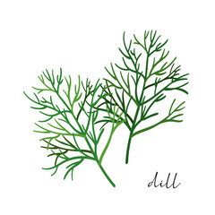 Naklejka premium Vector organic dill plant isolated on white background. 