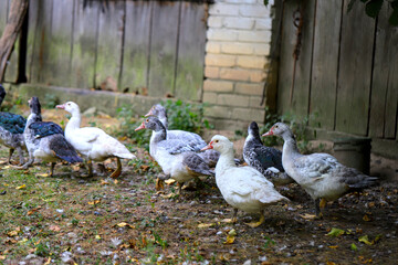 Countryside ducks on a farm walking