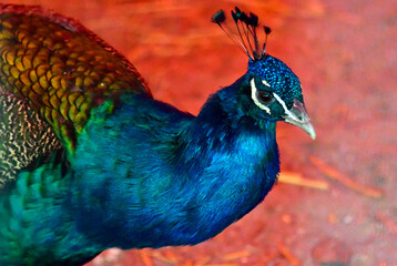 Obraz premium portrait of a peacock
