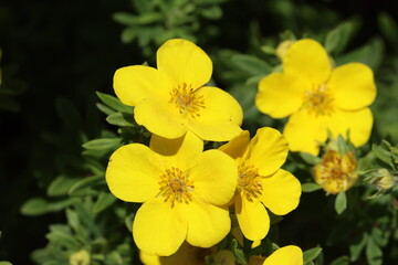 Obraz premium Sweden. Dasiphora fruticosa is a species of hardy deciduous flowering shrub in the family Rosaceae. 
