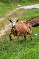 A goat with horns and a raised front leg stands on a grassy meadow, the goat holds a bouquet of herbs in its mouth