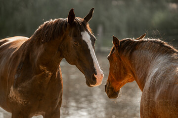 portrait of a horse making friends in the herd