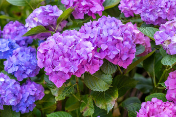 Close up of blooming hydrangea bush with blue and purple flowers