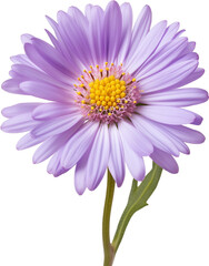 Obraz premium pink daisy flower isolated