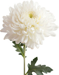 white dahlia flower