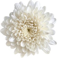 white dahlia flower isolated