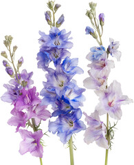 Delicate larkspur flowers in shades of purple, blue, and white, showcasing their vibrant petals and tall stems.  

