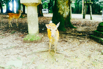 奈良公園にいる鹿