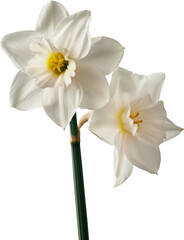 A close-up of a white daffodil with a yellow center and a green stem.
