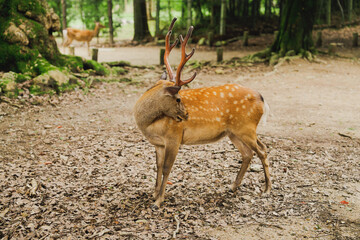 奈良公園にいる鹿